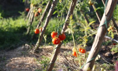 Comment réussir son potager en 7 conseils