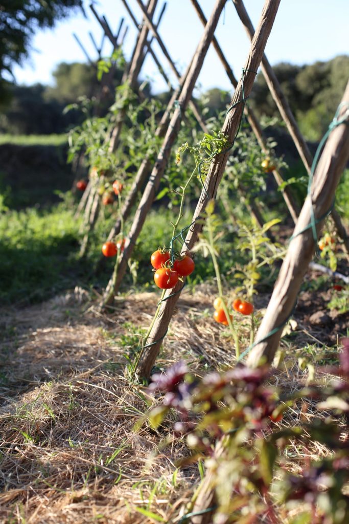 Plants de tomates du potager